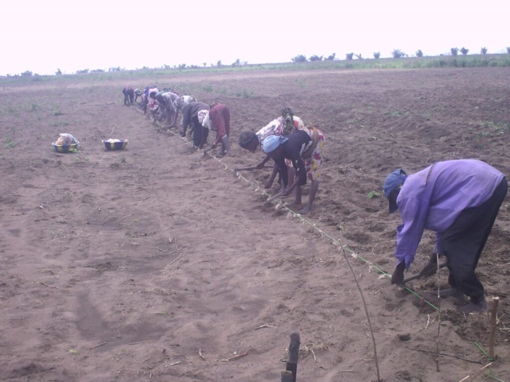 Pratique du semis en ligne avec respect des écartements par la méthode CEP (Champ-Ecole-Paysan) par une association partenaire d’ASoDéC au plateau des Bateke.